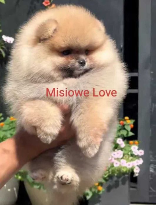 !!! Mały Cudo Miś pomeranian mini