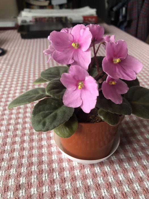 Fiołek afrykański różowy