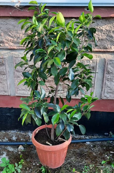 Кімнатні рослини