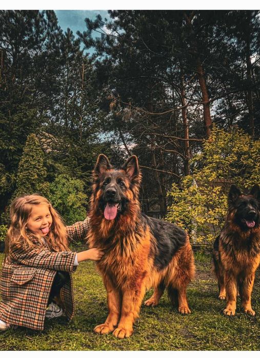 owczarek niemiecki , owczarki niemieckie