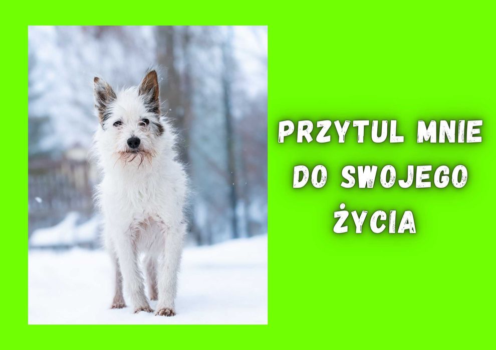 AKIRI - marzy o nowym domu i rodzinie