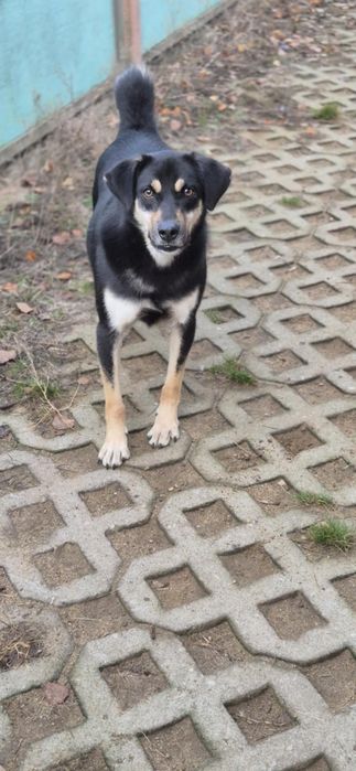 Piękny, dwuletni, delikatny chłopczyk do adopcji