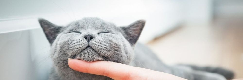 Serviço de Pet Sitting433988075730380801