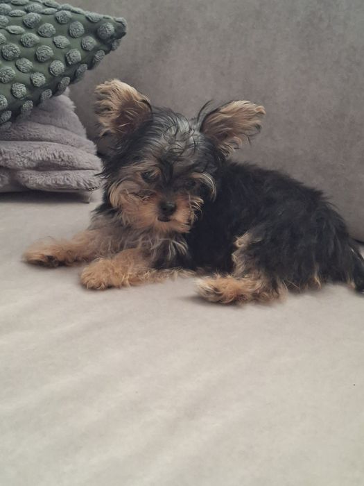 Yorkshire terrier
