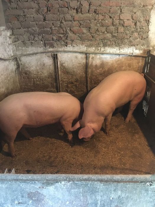 Свиня живою вагою