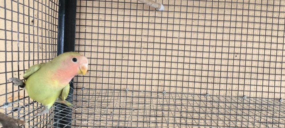 Agapornis Rosicoller