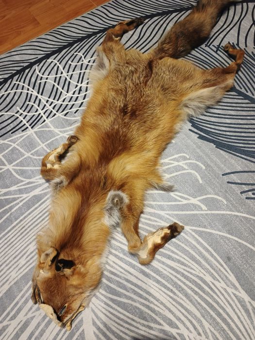 Futro skóra z lisa garbowana