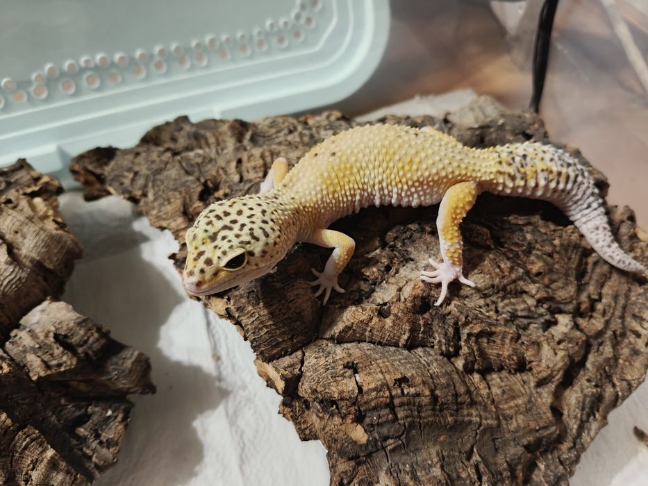 Gekon lamparci samiczka tengerine albino het eclipse