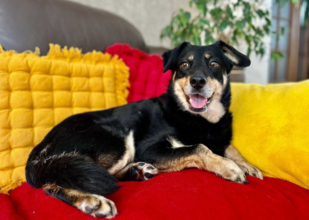 Spokojna suczka do adopcji - Dżetka!