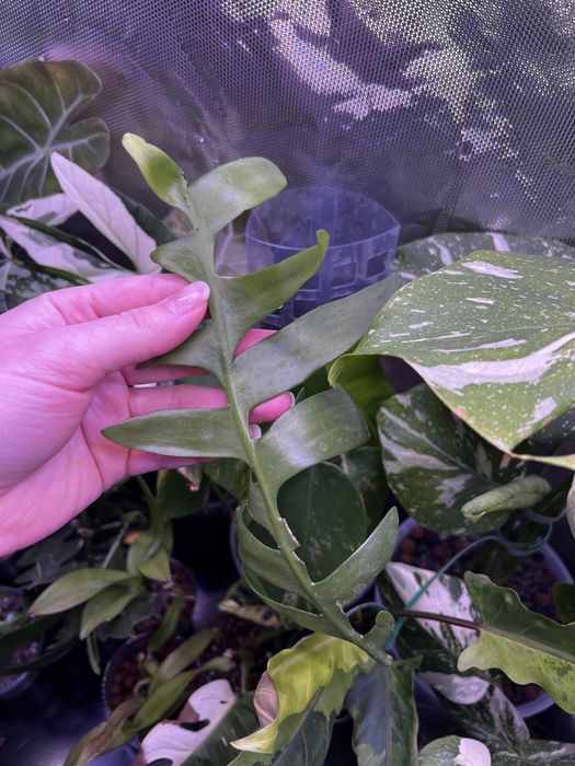 Хойя санрайз, грациліс, алоказія ніндзя, Епіфілум  ангулігер