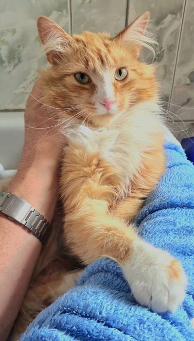 Kocurek w typie norweskich leśnych Leoś szuka domu...