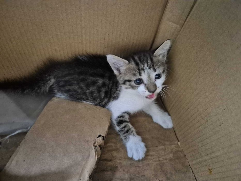 Gatos para adoção
