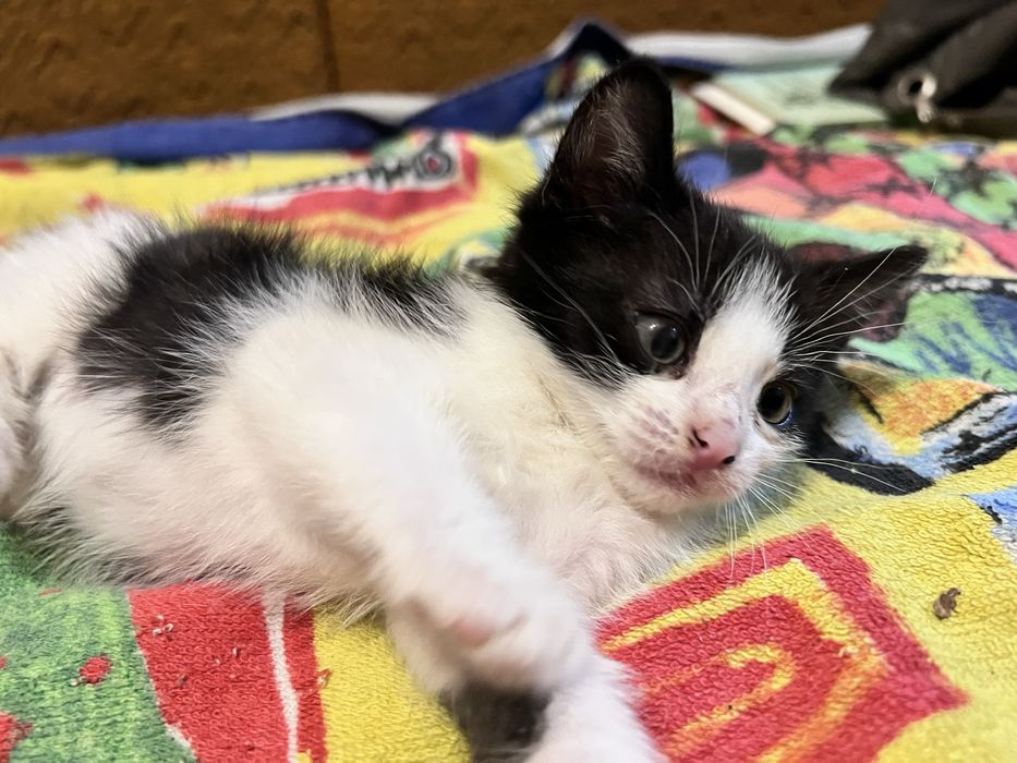 Кошеня киця 1,5 міс