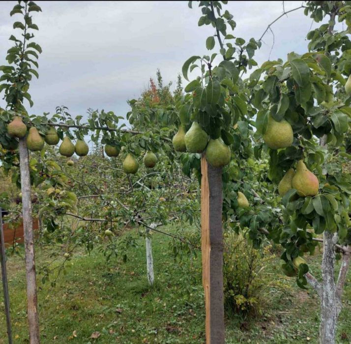 Продам дачний будинок в СТ Фотон