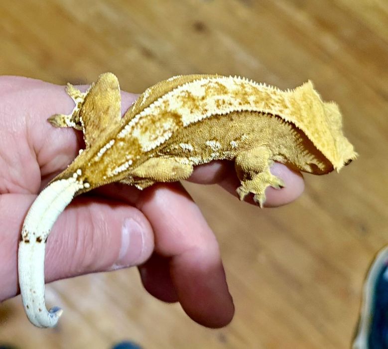 Gekon orzęsiony Crested gecko, samica