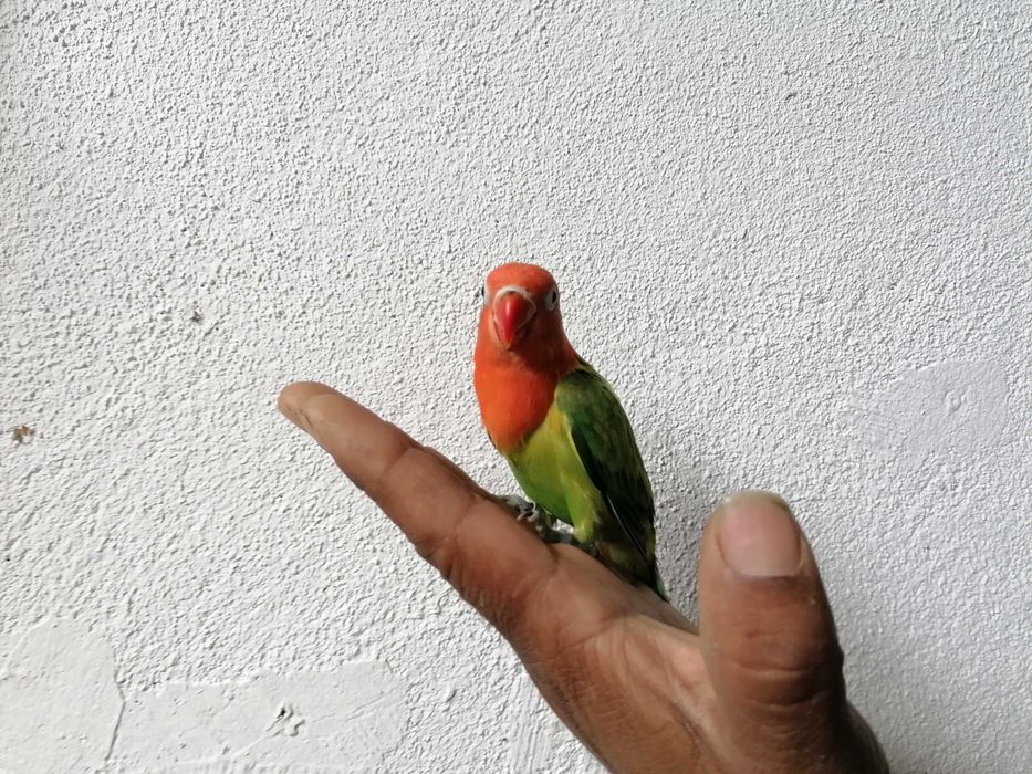 Vendo Fischer domesticados meiguinho