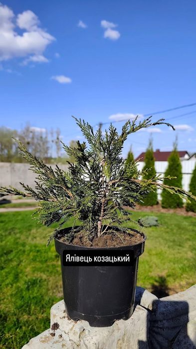 Продаж вічнозелених (туї, ялівці, кипарисовики)