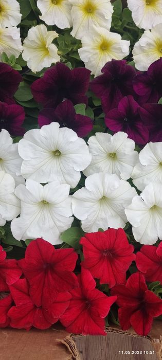 Петунія квіти,розсада
