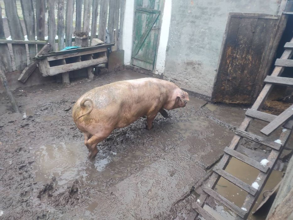 Продам свині живою вагою, Свиня