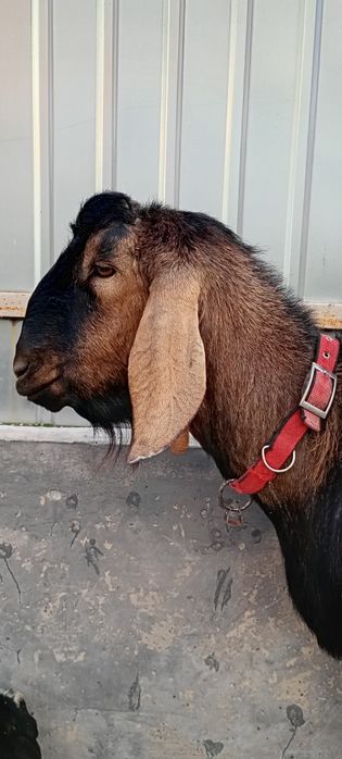 Коза зааненка з козочкою від Нубійця