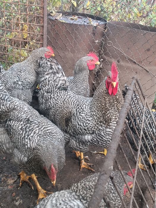 Амрокс молоді півні