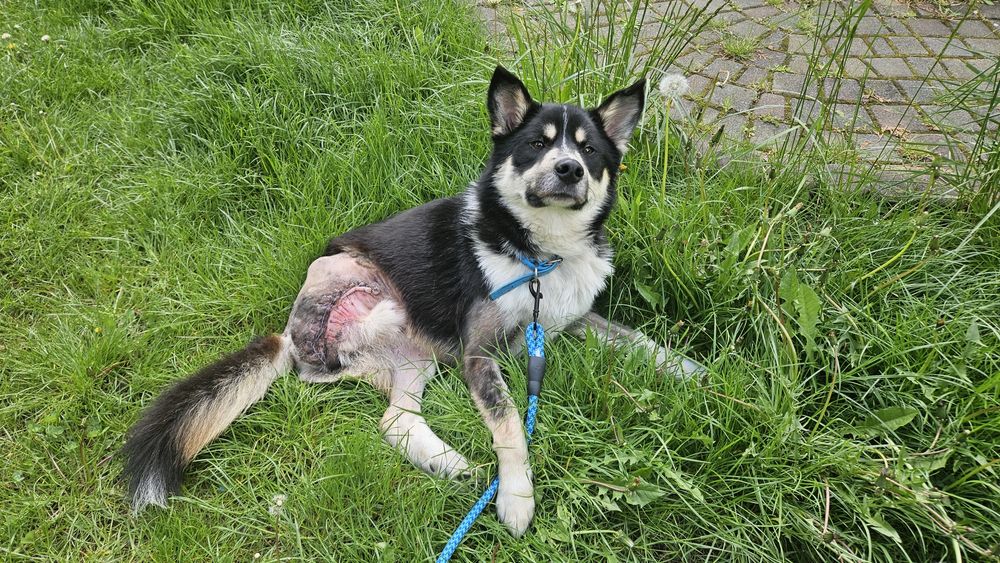 Особливий песик шукає дім!