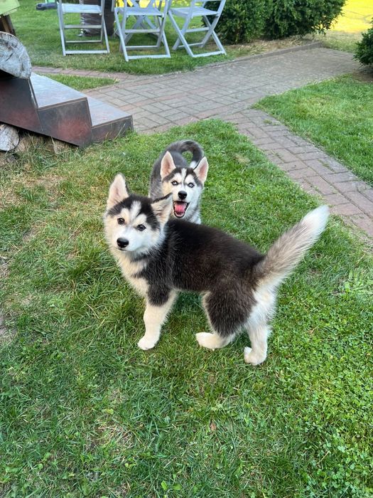 Siberian Husky - szczeniaki