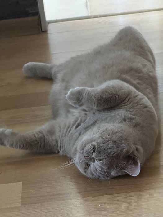 Продамо дорослого кота