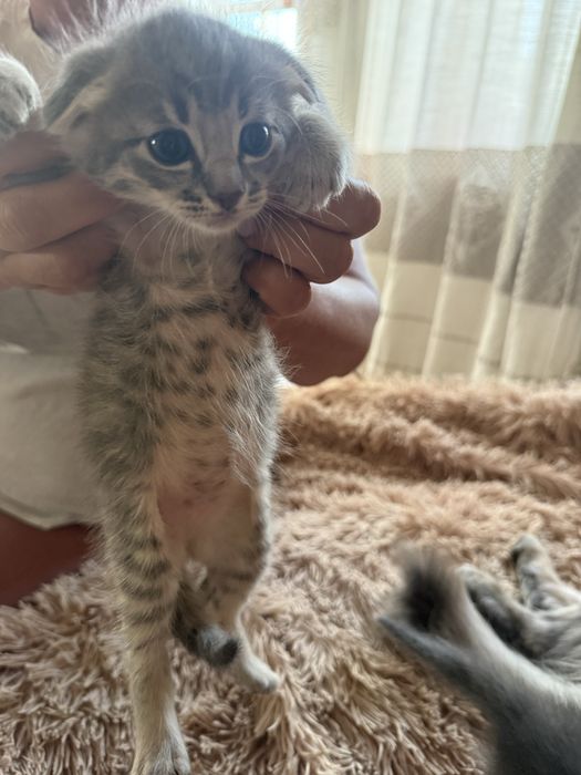 Кошенятка від гарних котиків