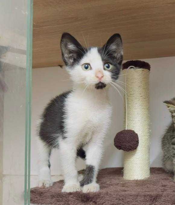 Кошеня хлопчик безкоштовно