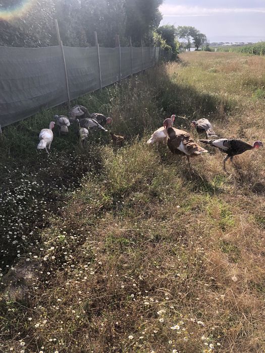 Perus adultos boa raça