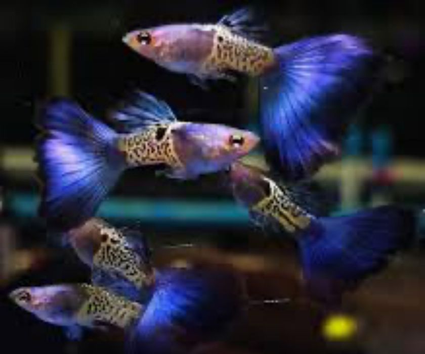 Guppies Shakeskin Blue tail