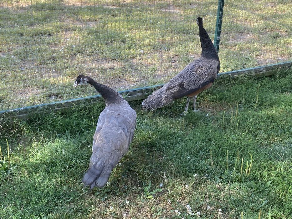 Pawie buford bronze para