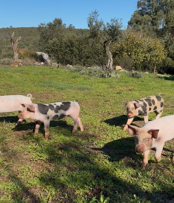 Leitão ótimo qualidade !