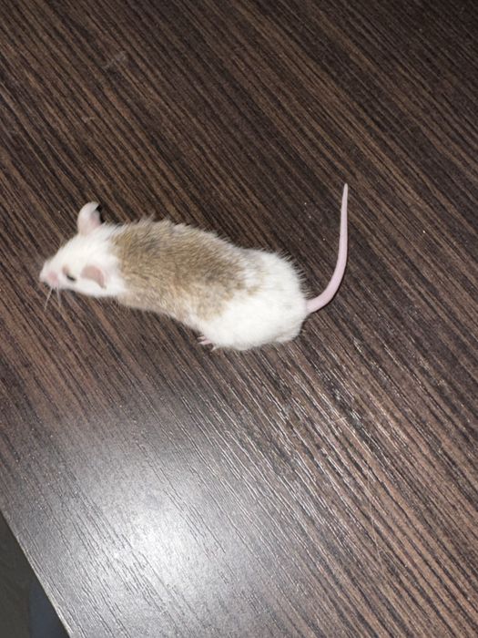 Мишки мастоміс, мастомис