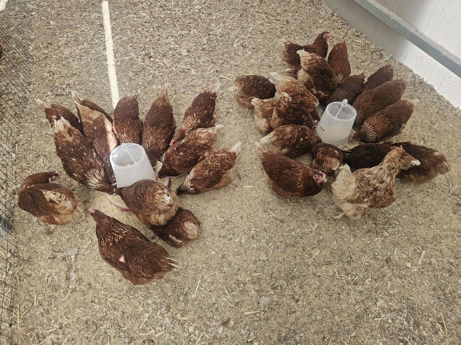 170 Galinhas poedeiras com 10 meses em postura