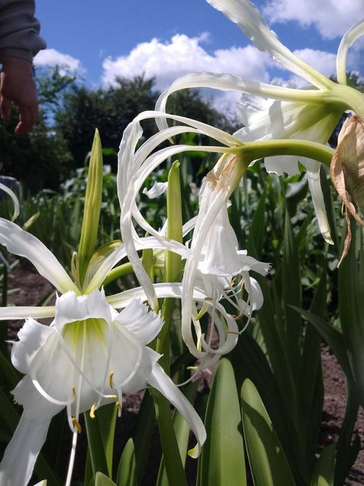 Цибулини Пауча лілія (Гіменокалісу Фесталіс) 3-4 см 60 грн