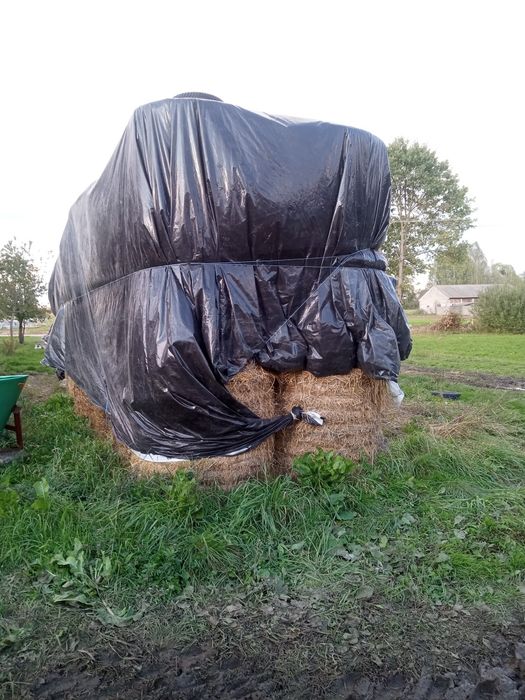 Sprzedam suchą słomę