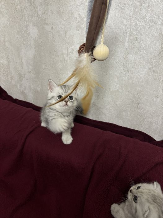 Кошенята до свята