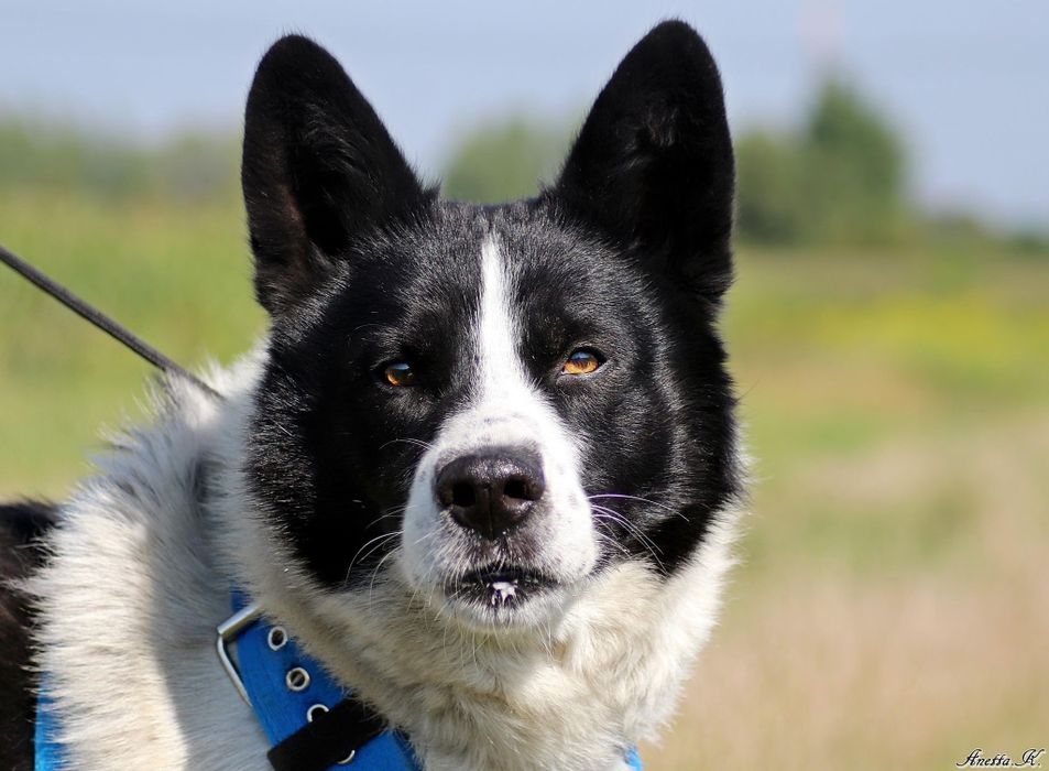 Kochany Mizu szuka domu