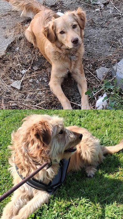 Cãozinhos para adoção responsável porte médio