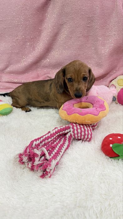 Teckel lindissima menina vermelha Arlequim com lop e Afixo