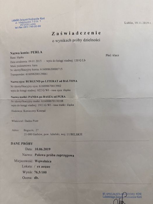 Sprzedam klacz Śląską, źrebna, programowa