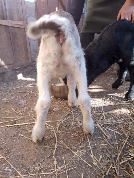 Кози дійні та молоді безрогі