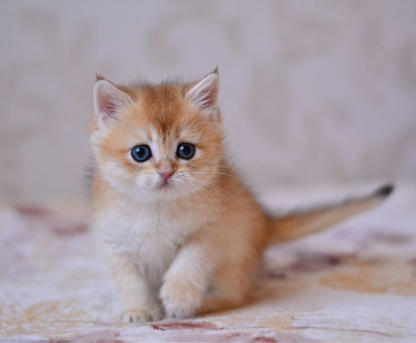 Золотий хлопчик британець