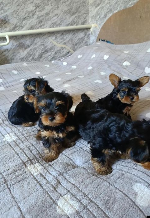 Йоркширський терьер Стандарт