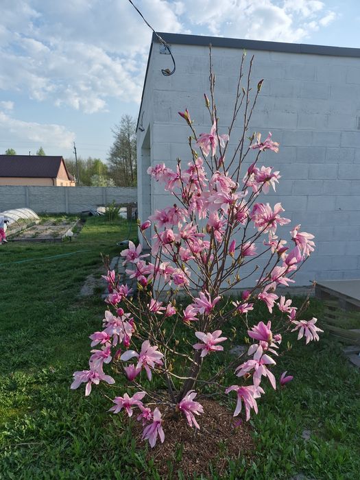 Продам магнолію гібридну "Betty"