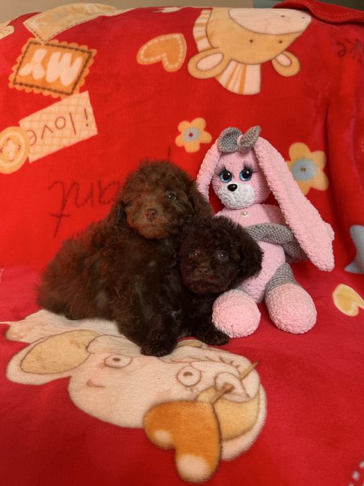 Той пуделя девочки и мальчики