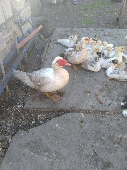 Продам качок  60гр