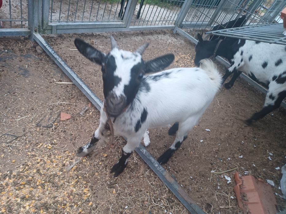 Vendo cabras lindas